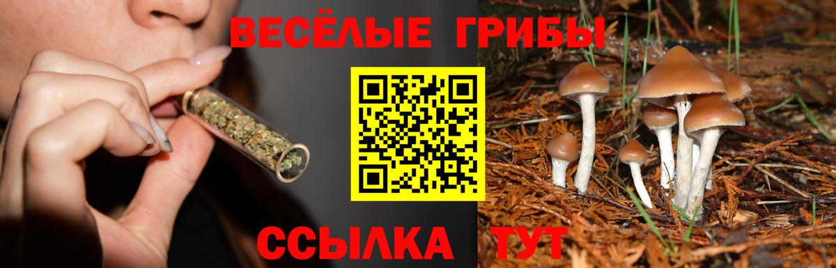 Псилоцибиновые грибы Psilocybe Анапа